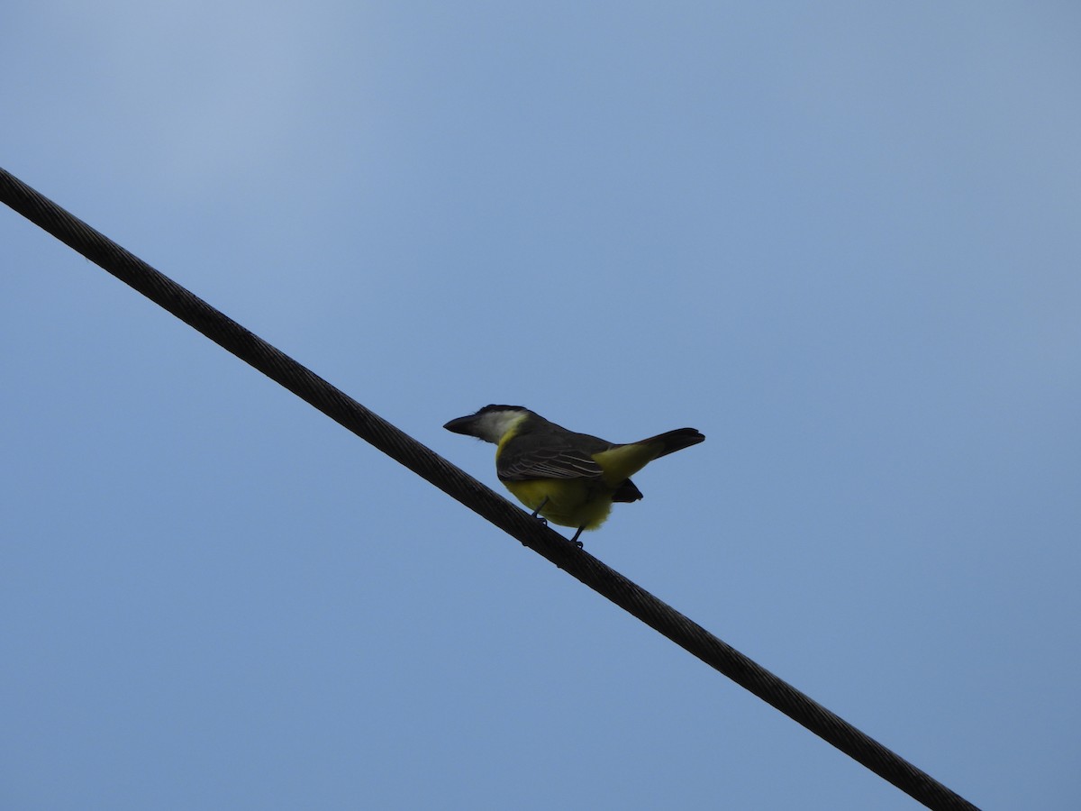 Boat-billed Flycatcher - ML647384674