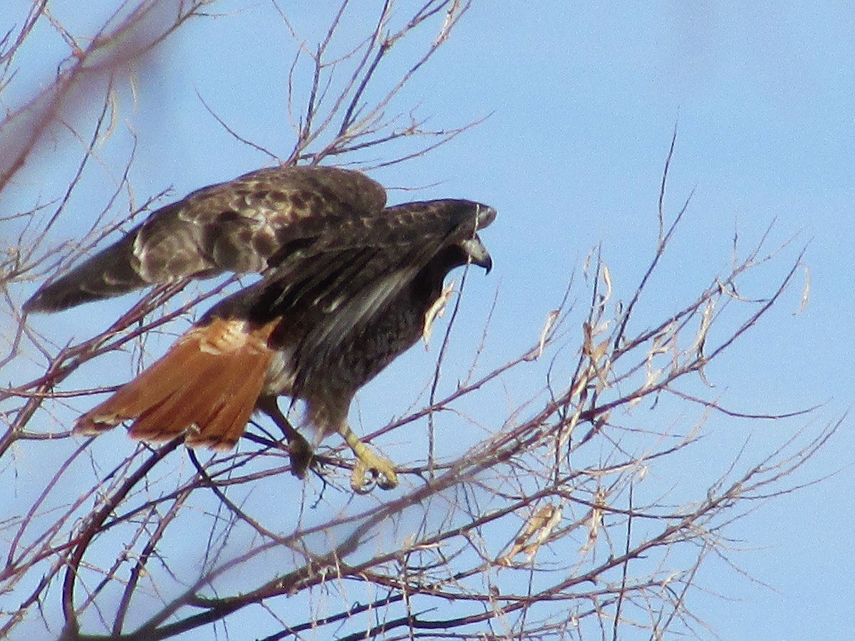 Red-tailed Hawk - ML647384675