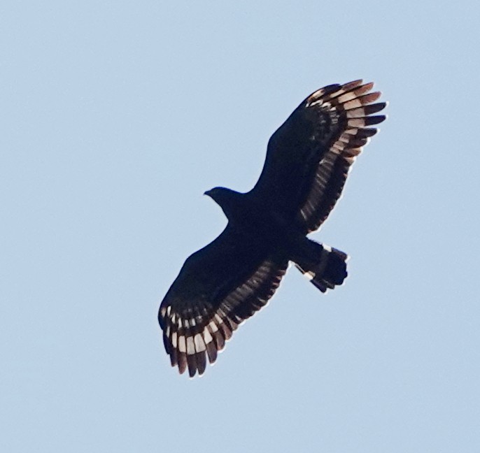 Culebrera Chiíla - ML647384679