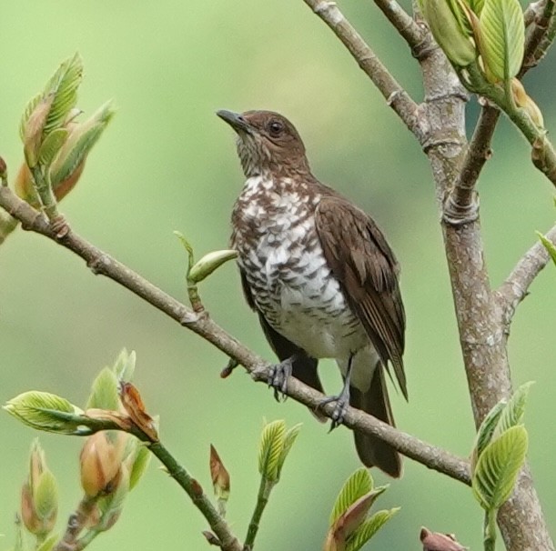 Marañon Thrush - ML647384688