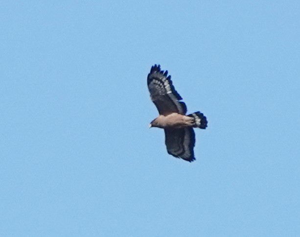 Culebrera Chiíla - ML647384689