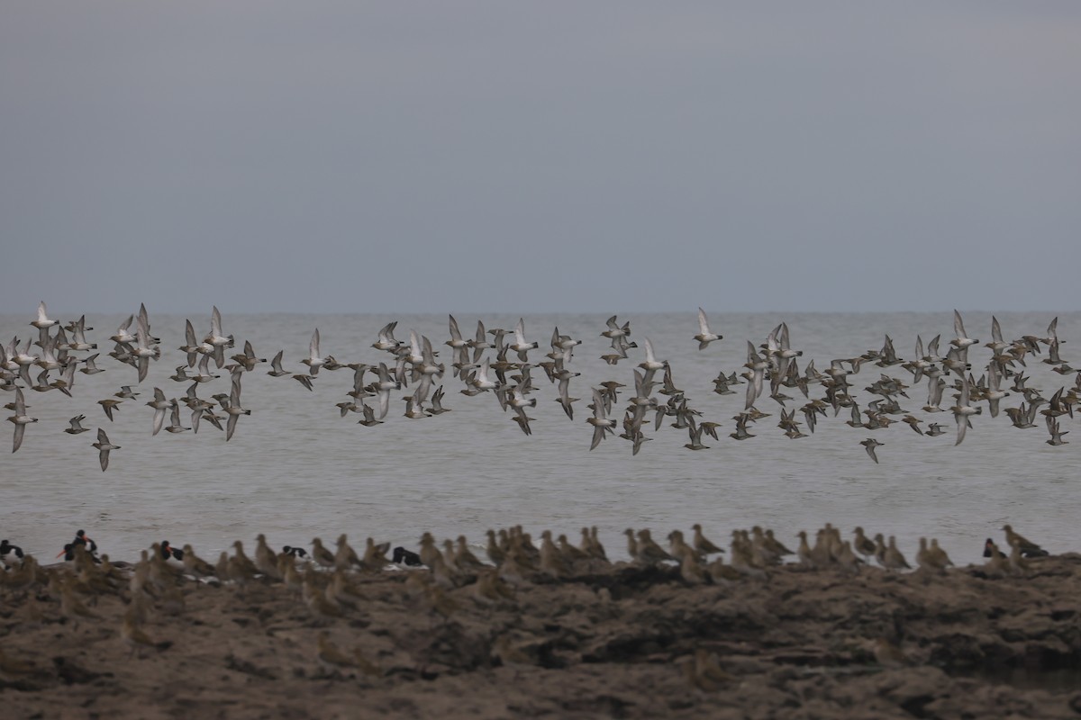 Сивка звичайна - ML647384691