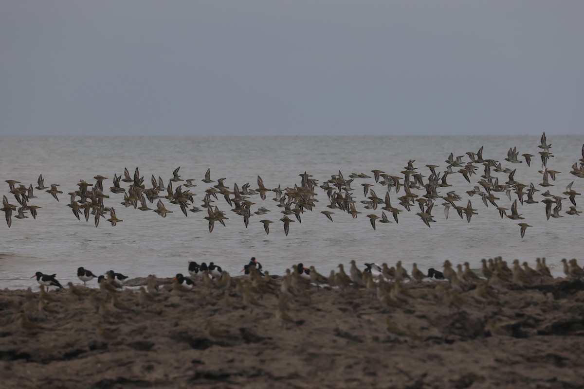 Сивка звичайна - ML647384704