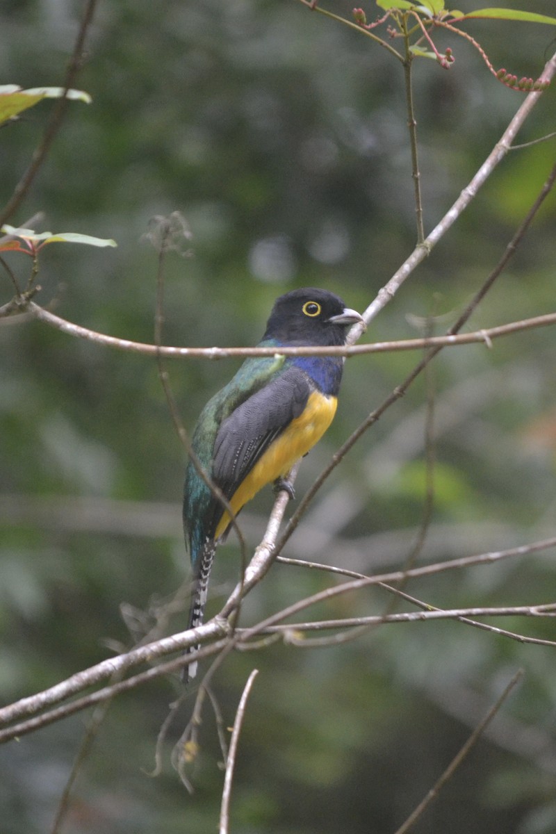 Trogon pattu - ML647384721