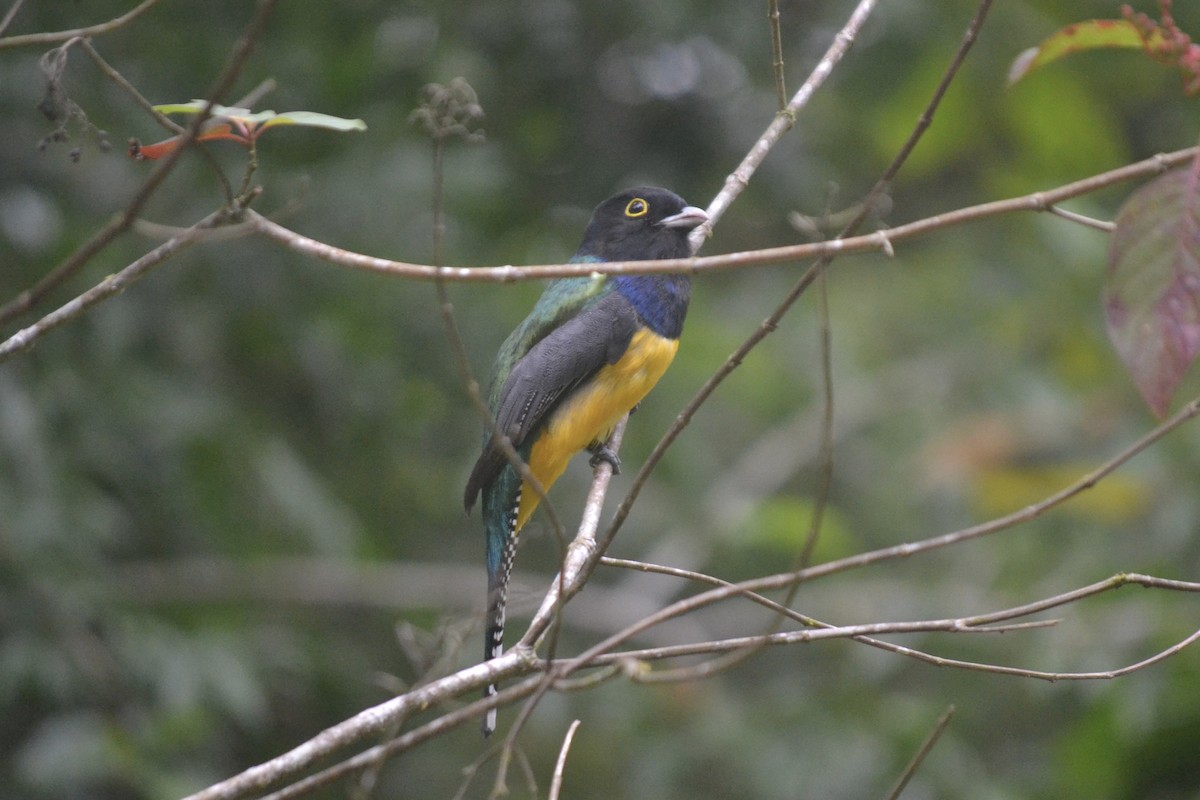 Trogon pattu - ML647384722