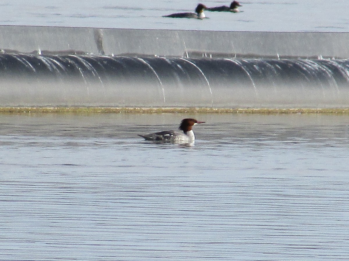 Common Merganser - ML647384725