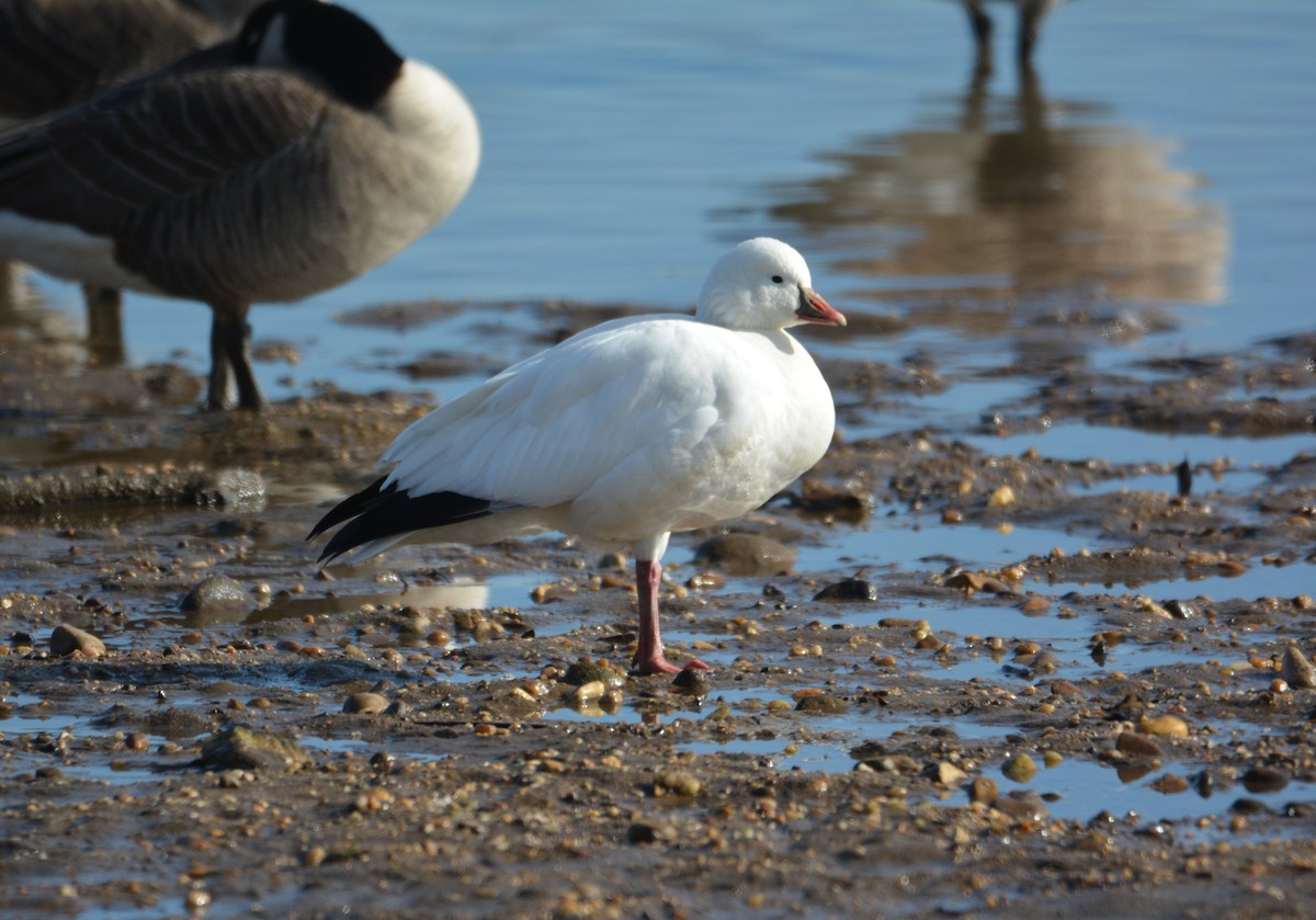 Ross's Goose - ML647384734