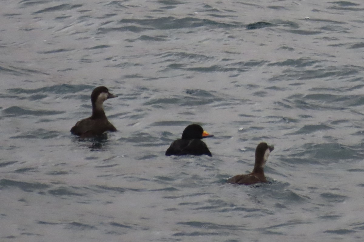 Американская синьга - ML647384736