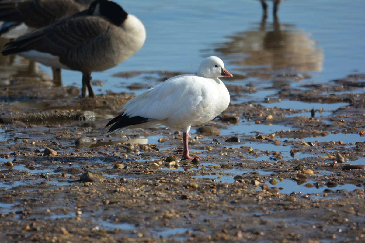 Ross's Goose - ML647384737