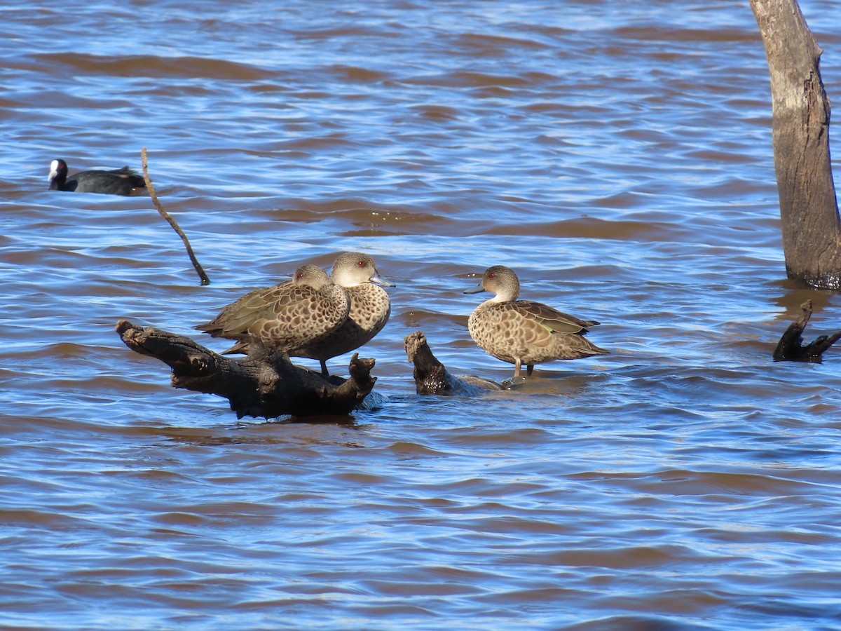 Sarcelle australasienne - ML647384739