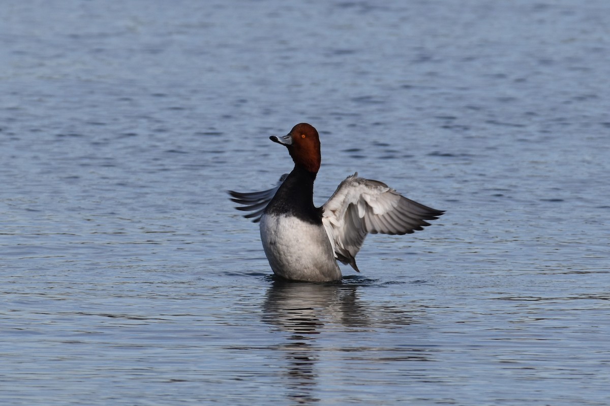 Redhead - ML647384741