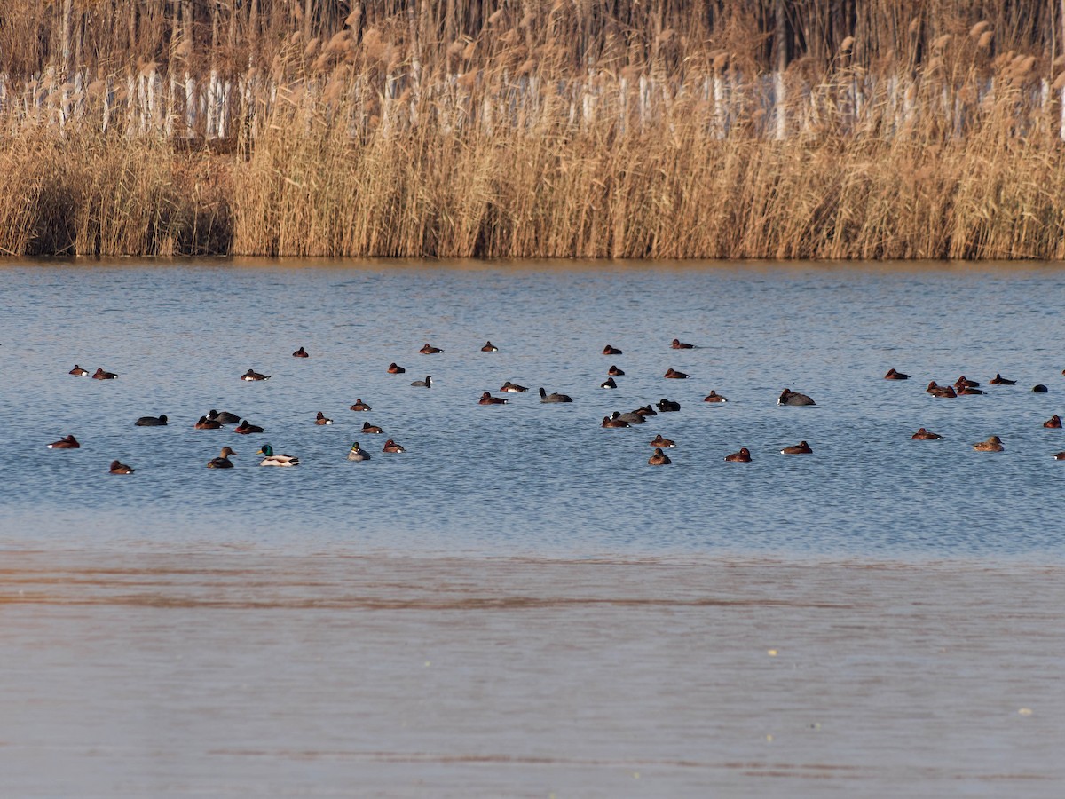 Büyük Çamurcun - ML647384747