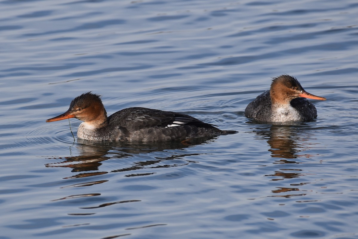 Serreta Mediana - ML647384749