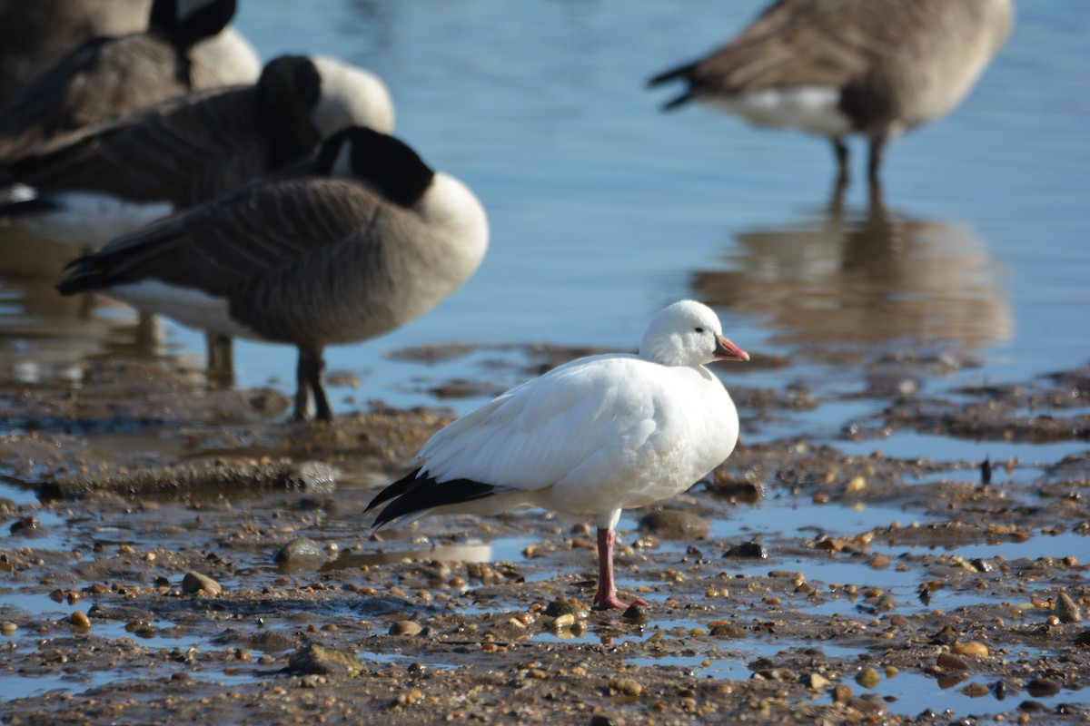 Ross's Goose - ML647384754