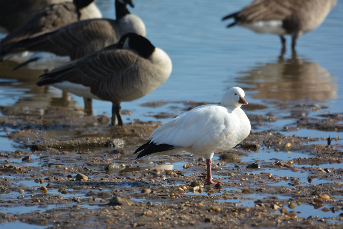 Ross's Goose - ML647384757
