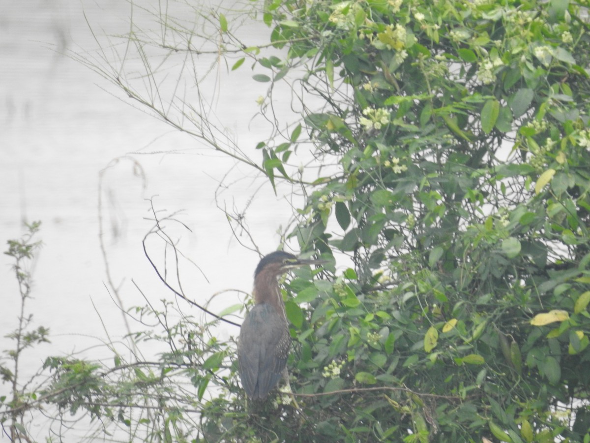 Green Heron - ML647384765