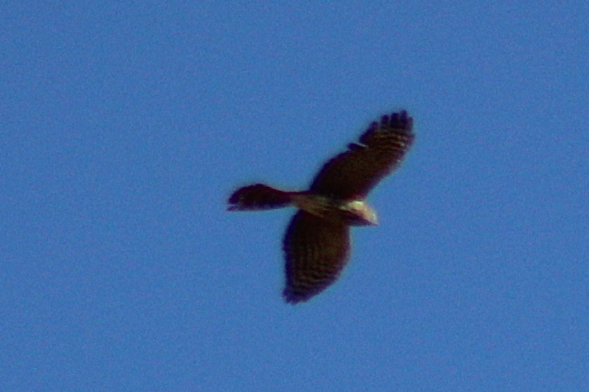 Sharp-shinned/Cooper's Hawk - ML647384774