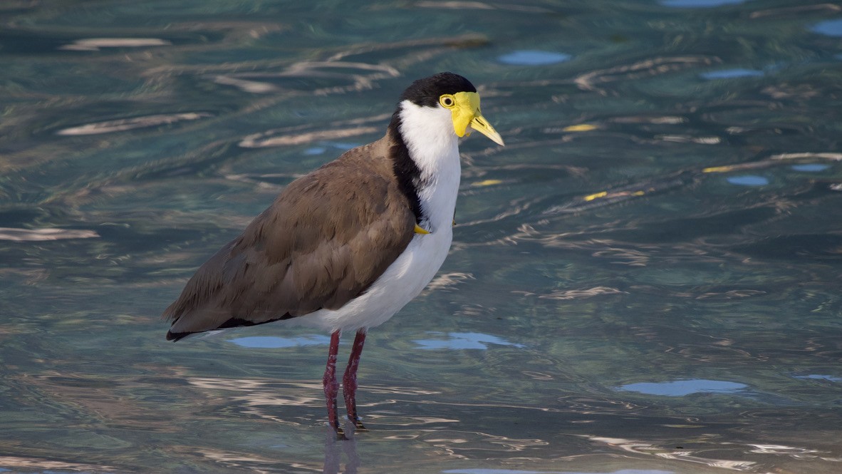 Avefría Militar - ML647384779