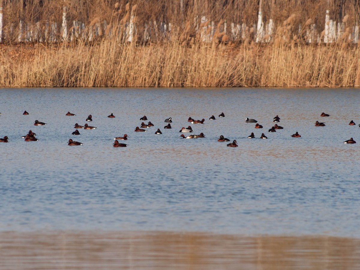 Elmabaş Patka - ML647384792