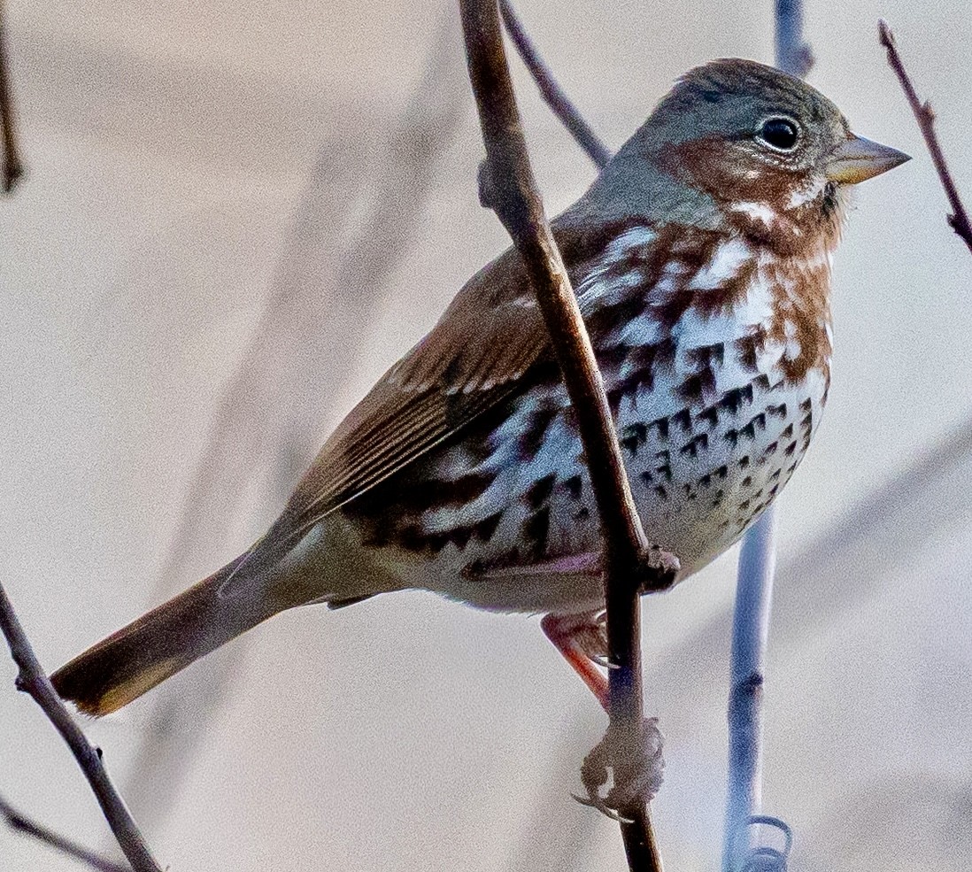 Пестрогрудая овсянка - ML647384801