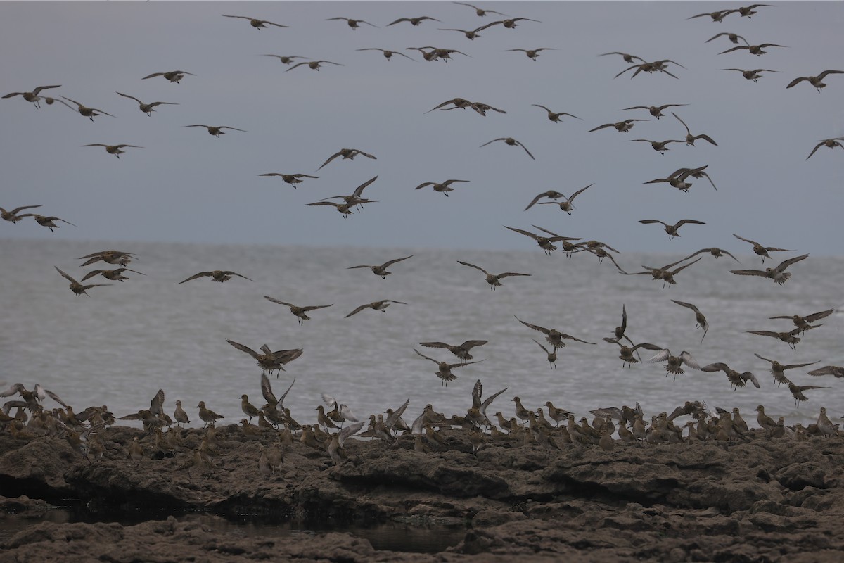 Сивка звичайна - ML647384803