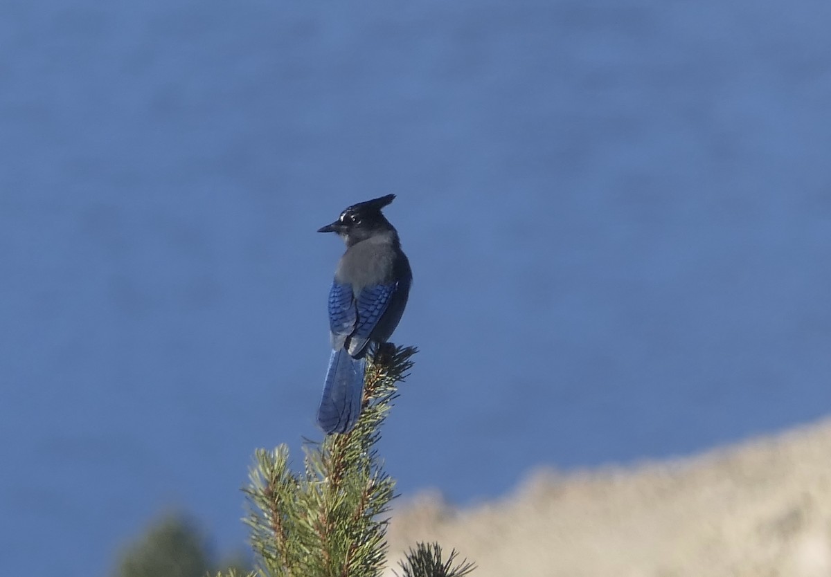 Steller Kargası - ML647384804