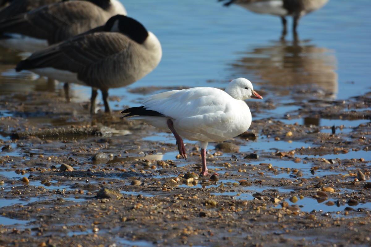 Ross's Goose - ML647384808