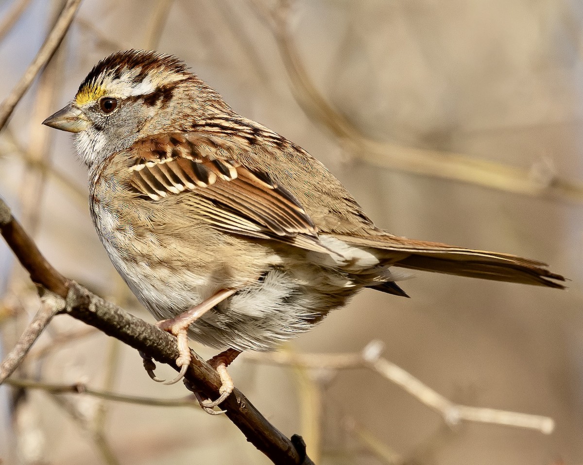 Белогорлая зонотрихия - ML647384809