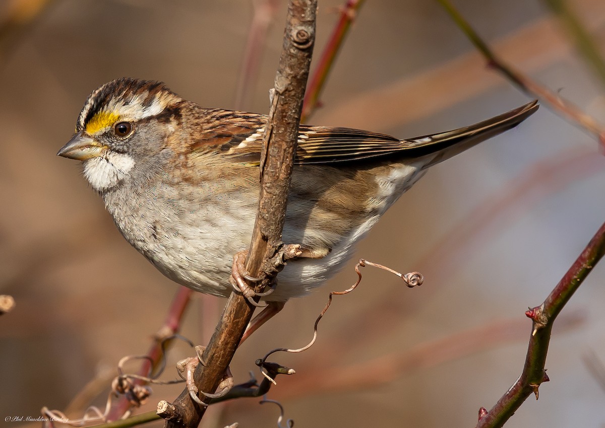 Белогорлая зонотрихия - ML647384810