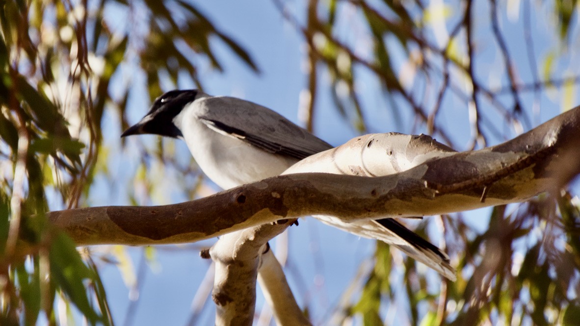 Black-faced Cuckooshrike - ML647384811