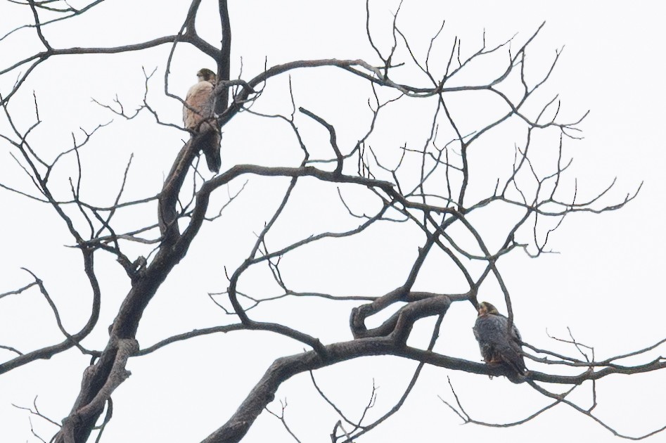 Peregrine Falcon (Red-capped) - ML647384815