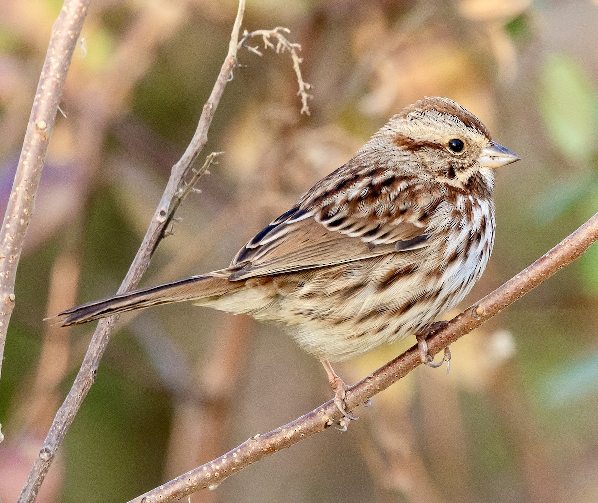Певчая овсянка - ML647384816