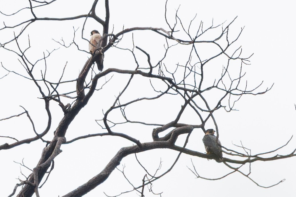 Peregrine Falcon (Red-capped) - ML647384817