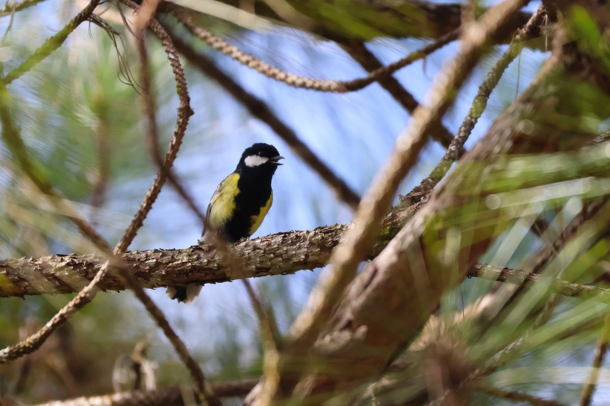 Green-backed Tit - ML647384820