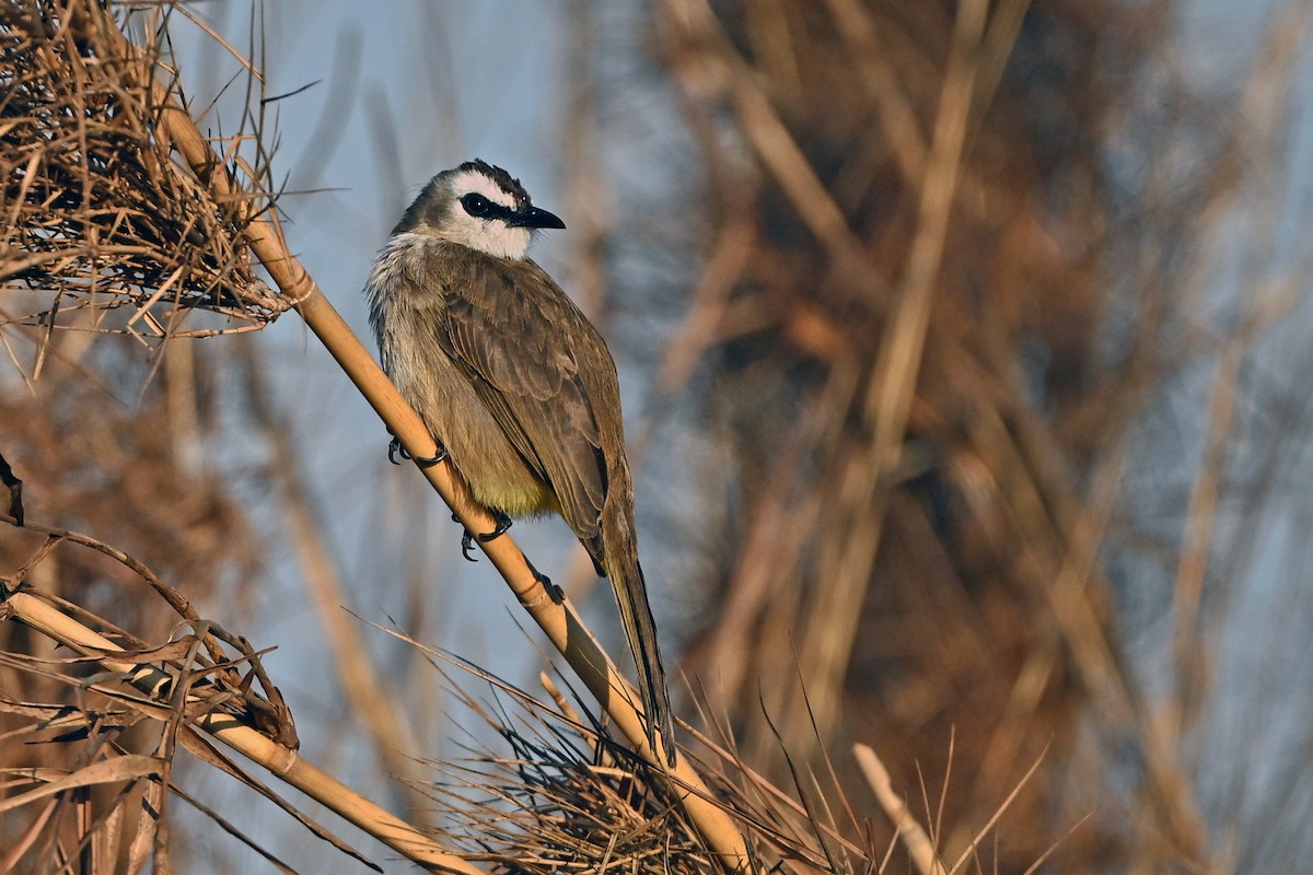 Yellow-vented Bulbul (Sunda) - ML647384821