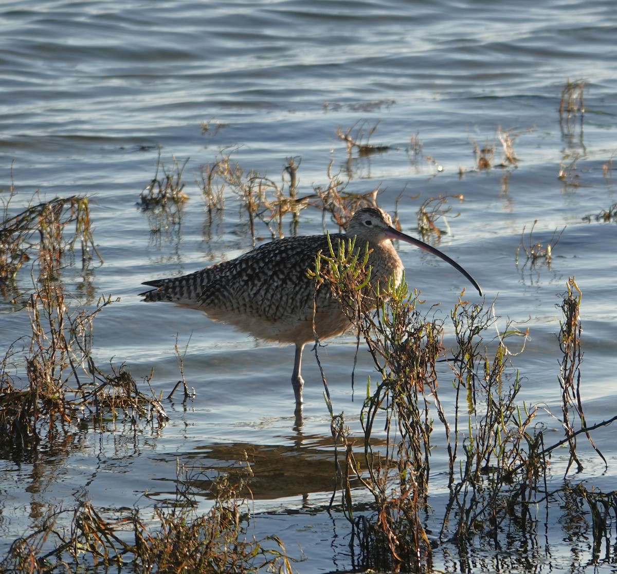 Кульон американський - ML647384823