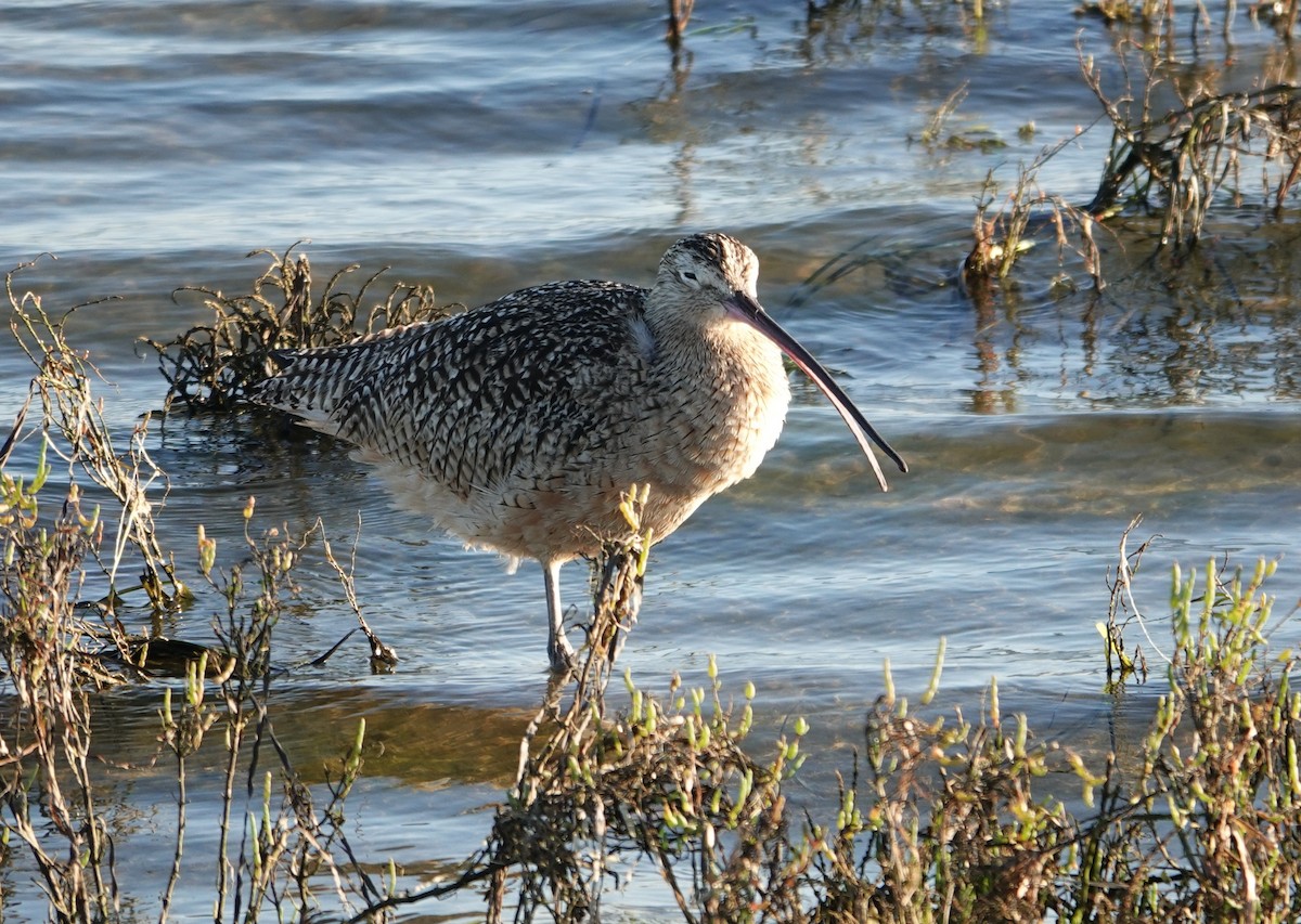 Кульон американський - ML647384824