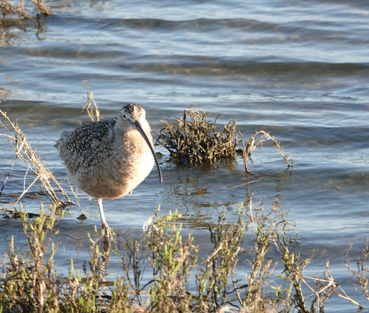 Кульон американський - ML647384825