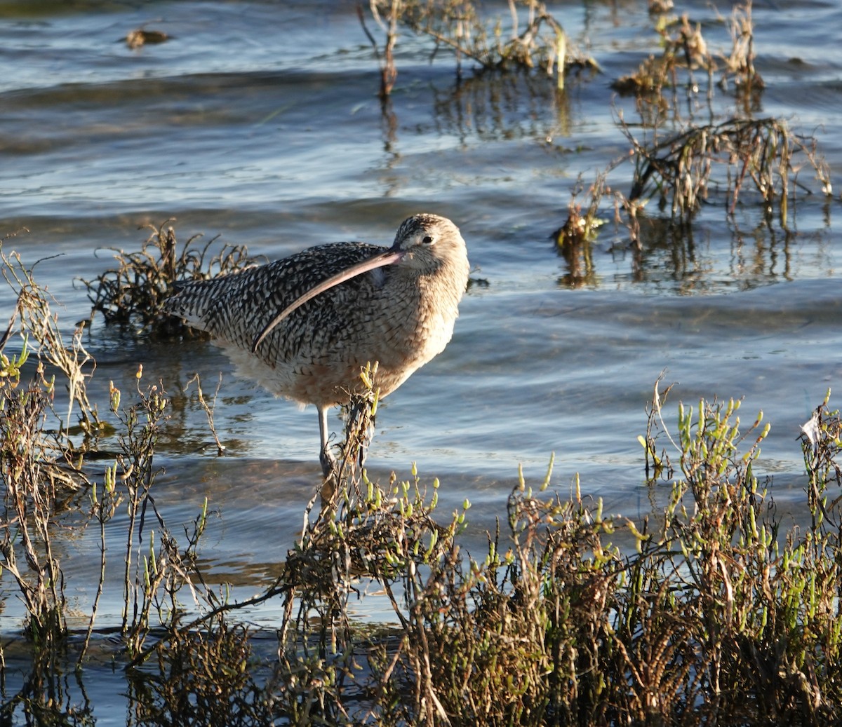 Кульон американський - ML647384826
