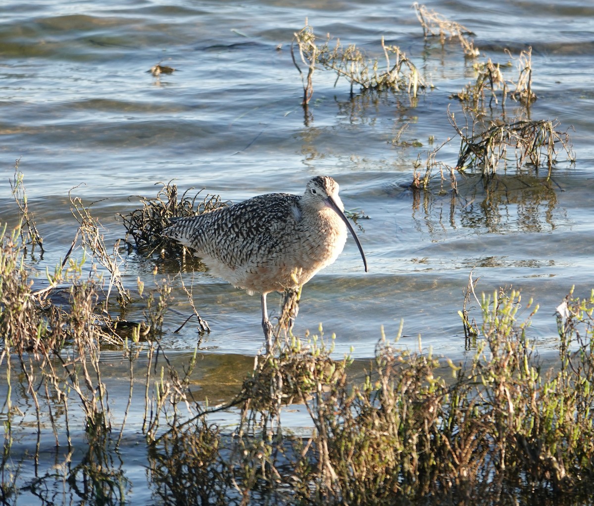 Кульон американський - ML647384827
