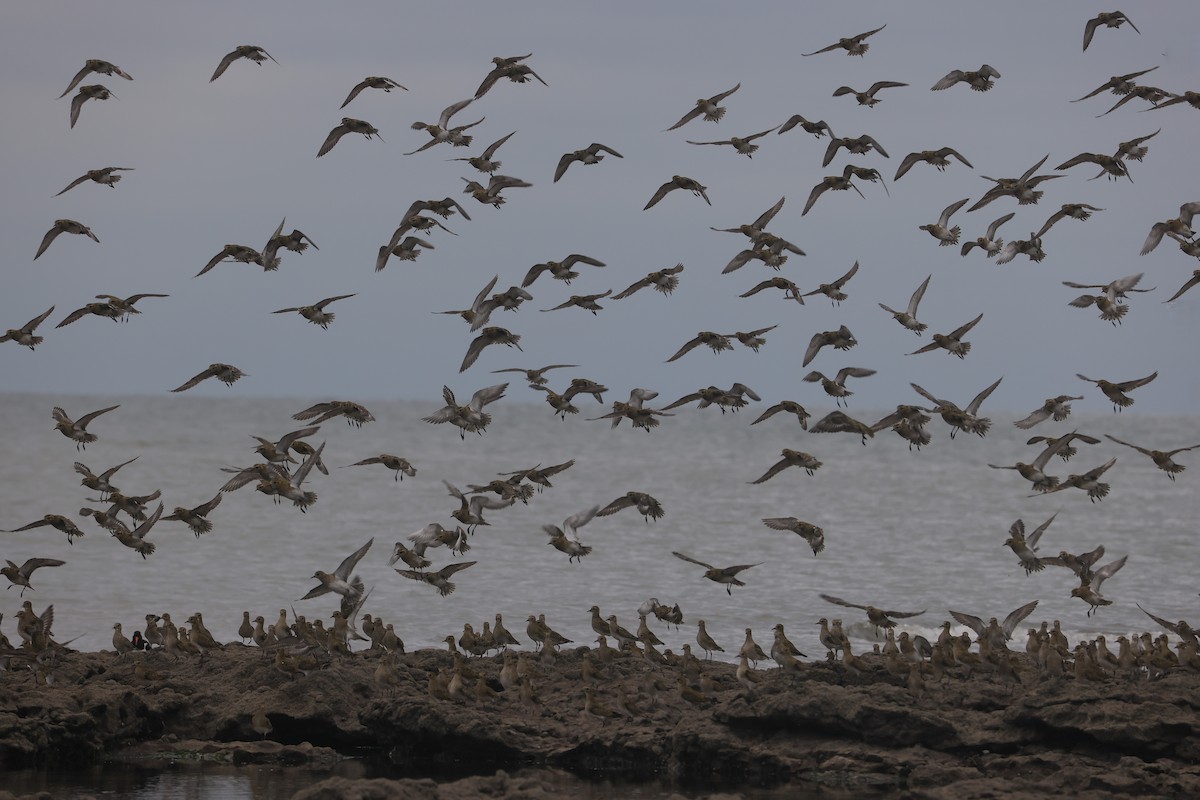 Сивка звичайна - ML647384829