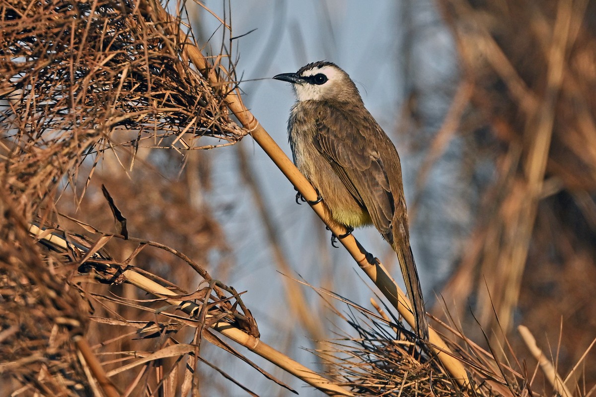 Yellow-vented Bulbul (Sunda) - ML647384831