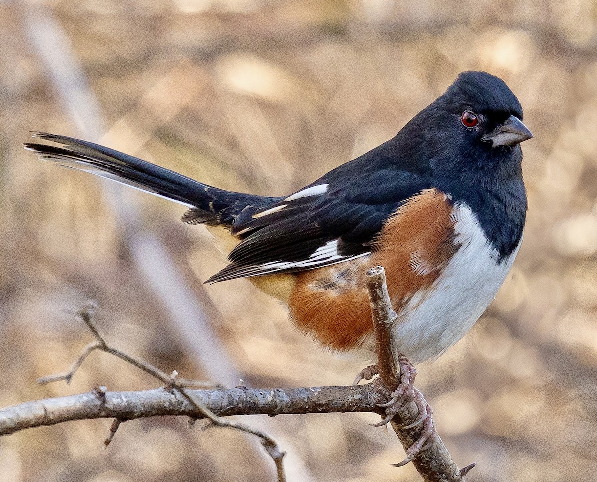 Красноглазый тохи - ML647384832