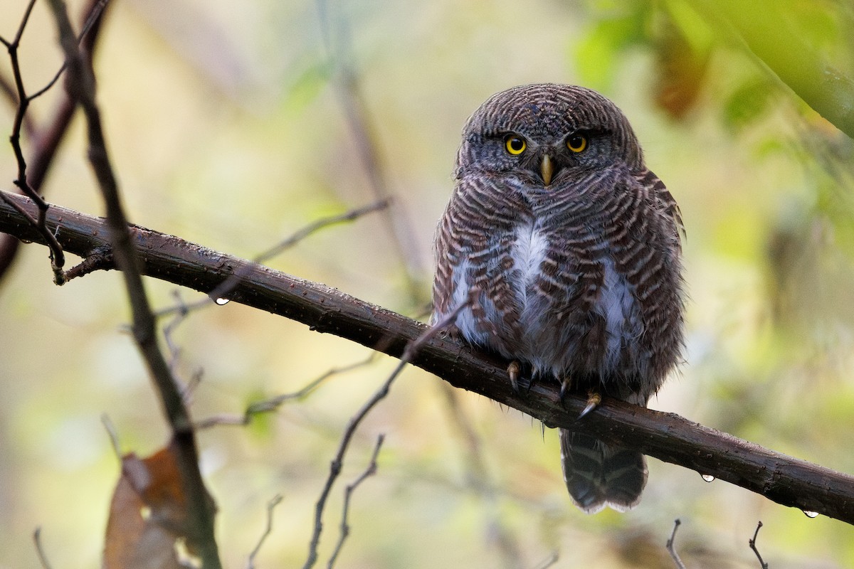 Asian Barred Owlet - ML647384833