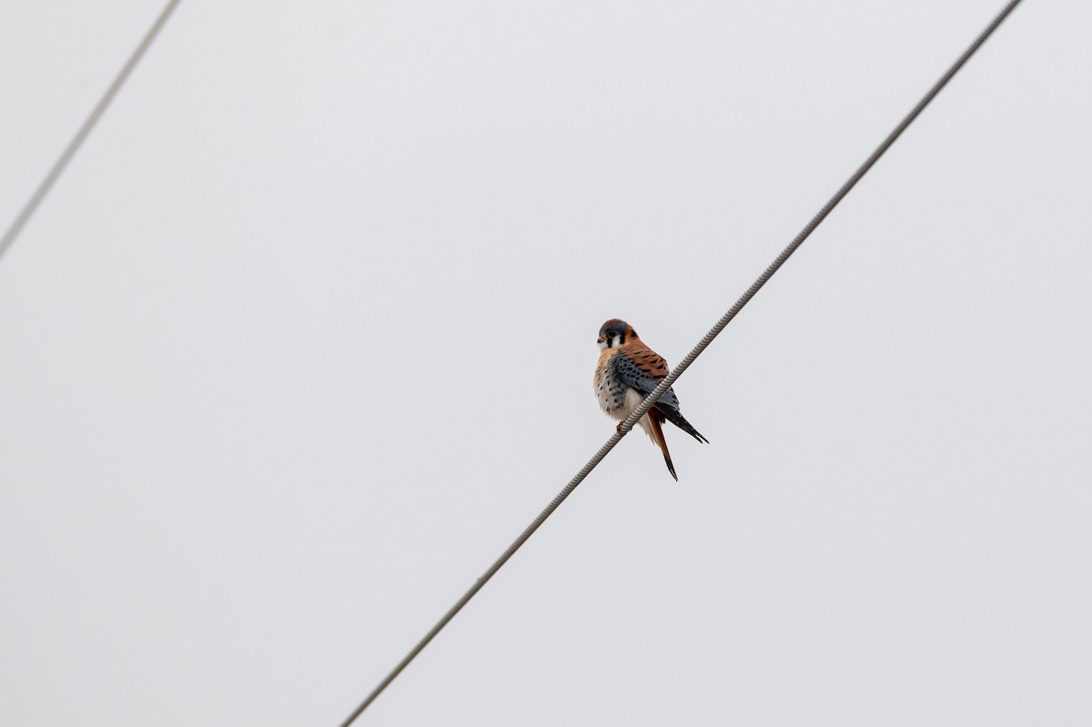 American Kestrel - ML647384835