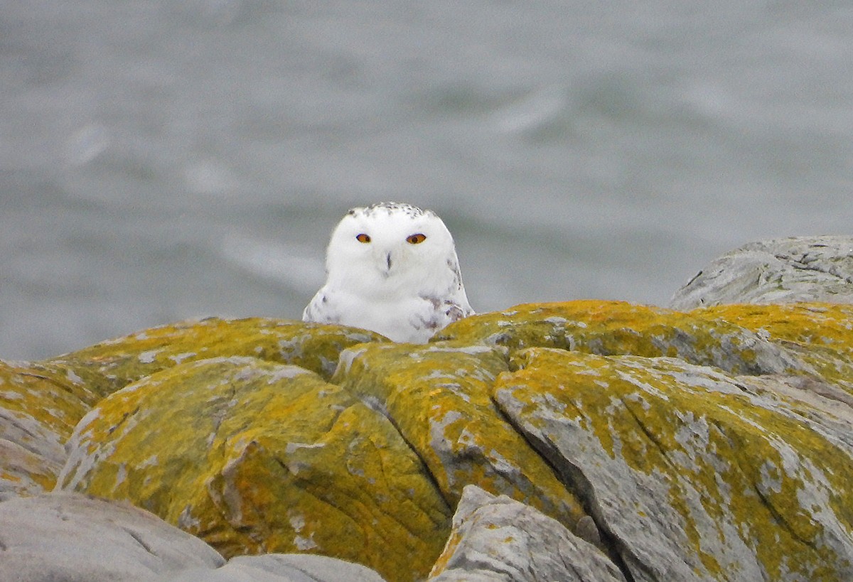 Snowy Owl - ML647384838