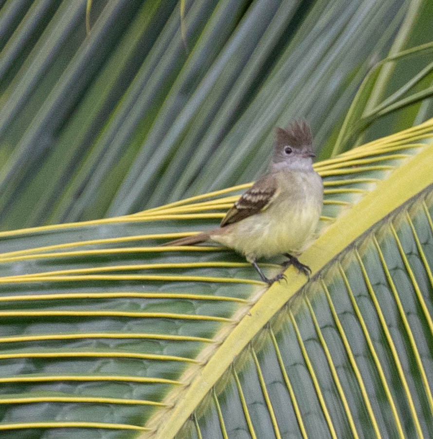 Желтобрюхая эления - ML647384840