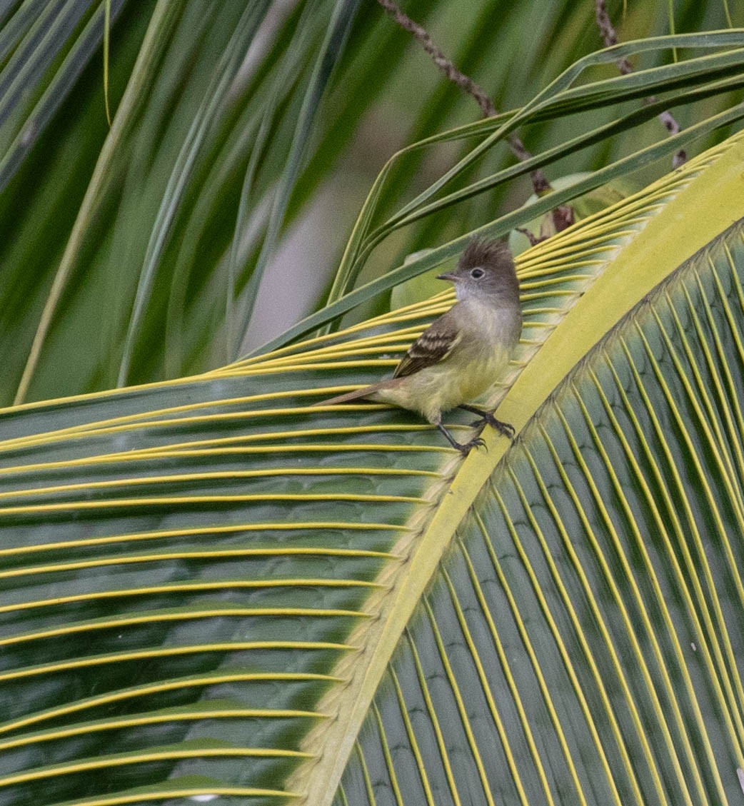 Желтобрюхая эления - ML647384841