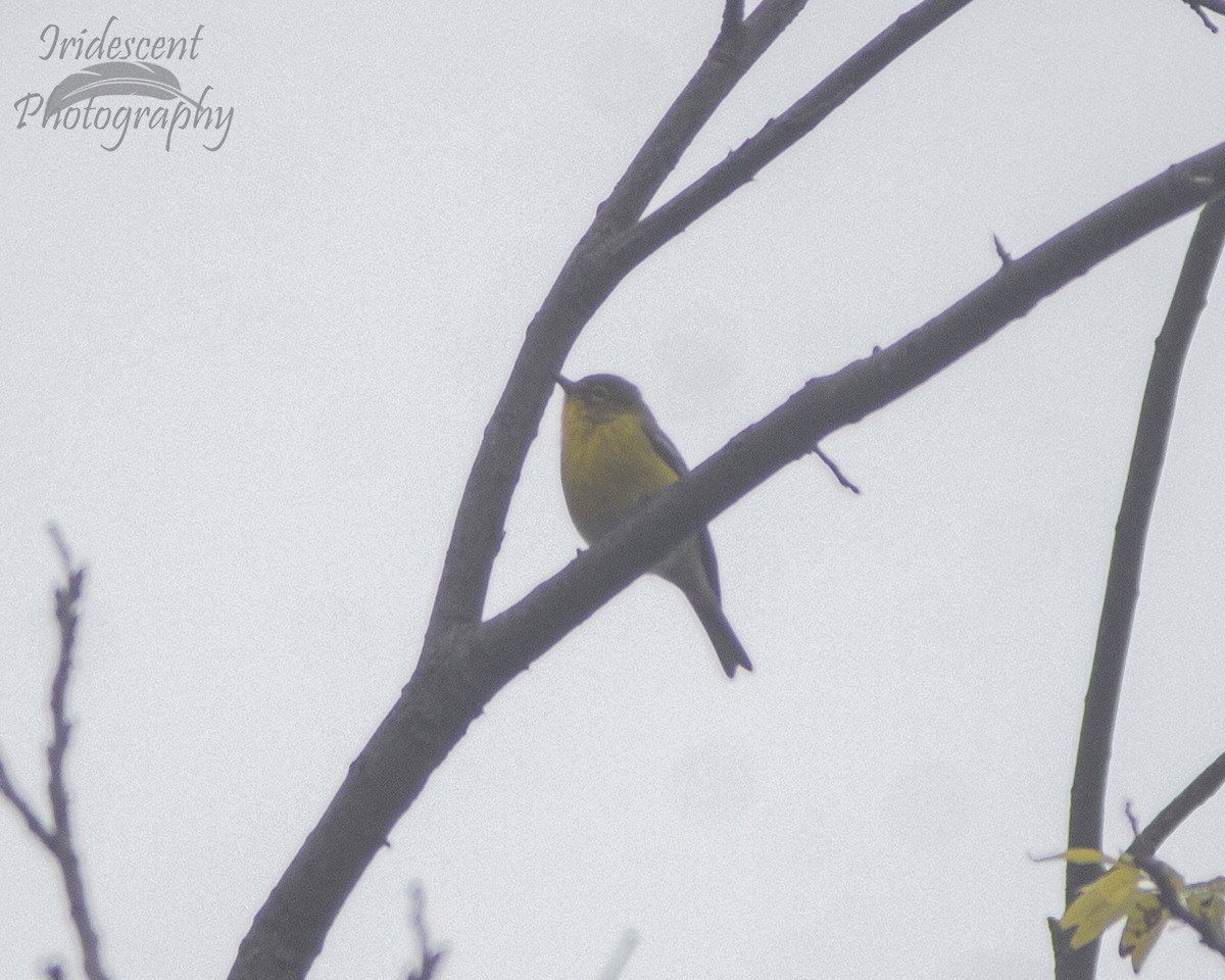 Pine Warbler - ML647384843