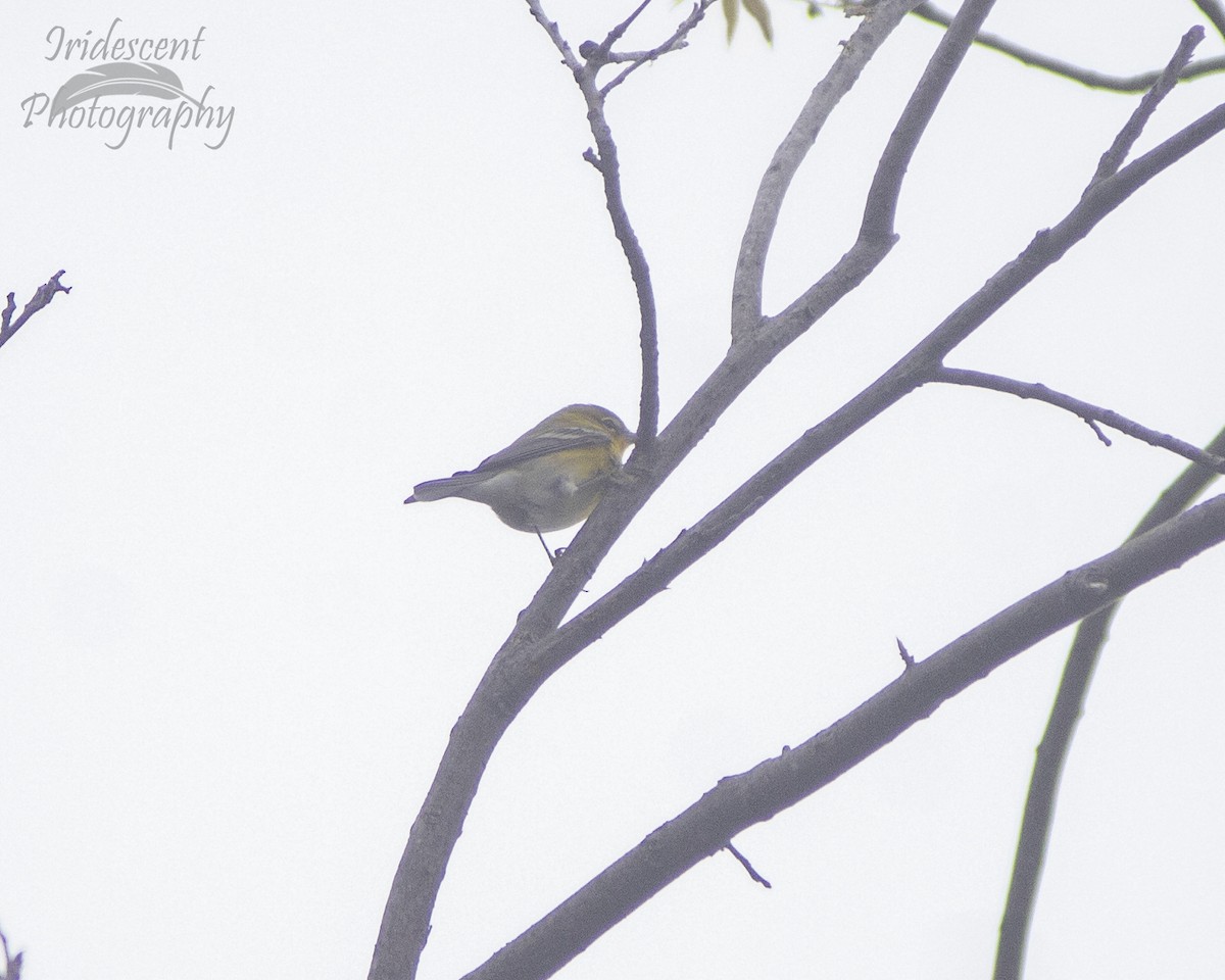 Pine Warbler - ML647384844